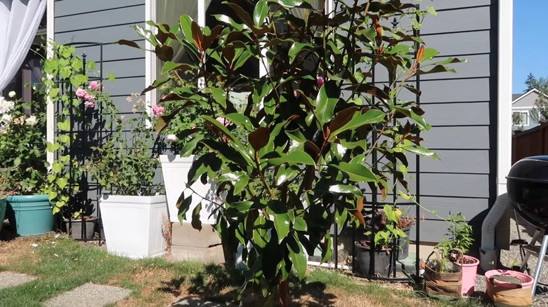 'Kay Parris' magnolia's green foliage