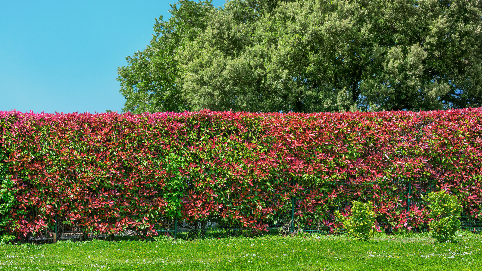 The 27 Best Trees To Plant For Privacy If You Have A Smaller Backyard