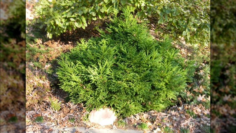Dense green foliage of 'Magic Dragon' cedar