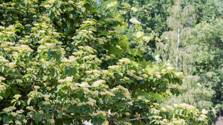 Pagoda dogwood's green leaves with white flowers