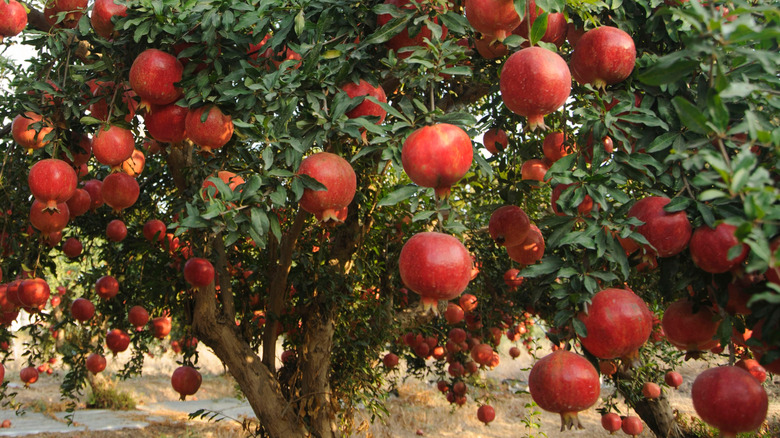 Ripe fruits on pomegranate tree