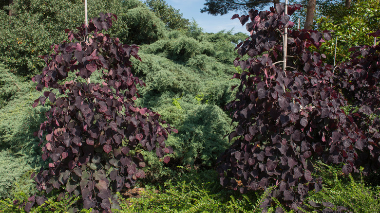 Maroon foliage of 'Ruby Falls' redbud