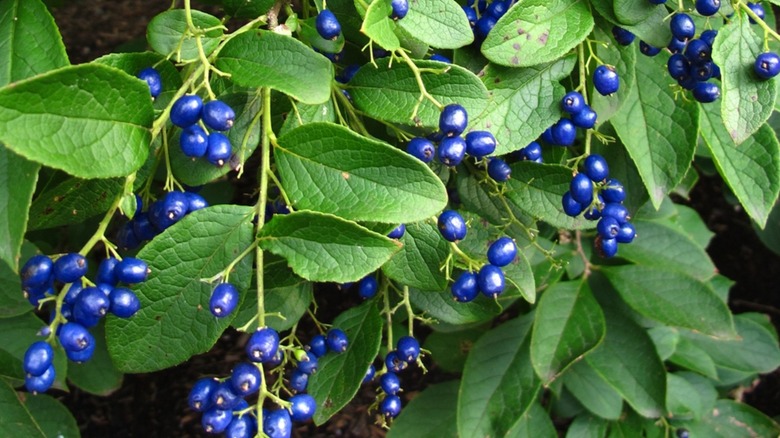 Rich blue berries of Saphireberry