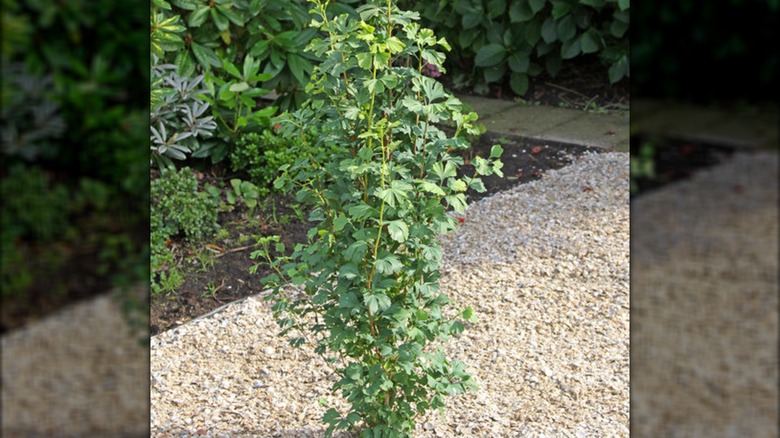 Skinny Fit ginkgo growing in yard