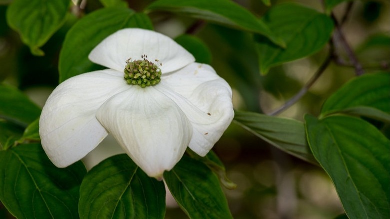 White flower with green leaves of 'Stellar Pink' dogwood