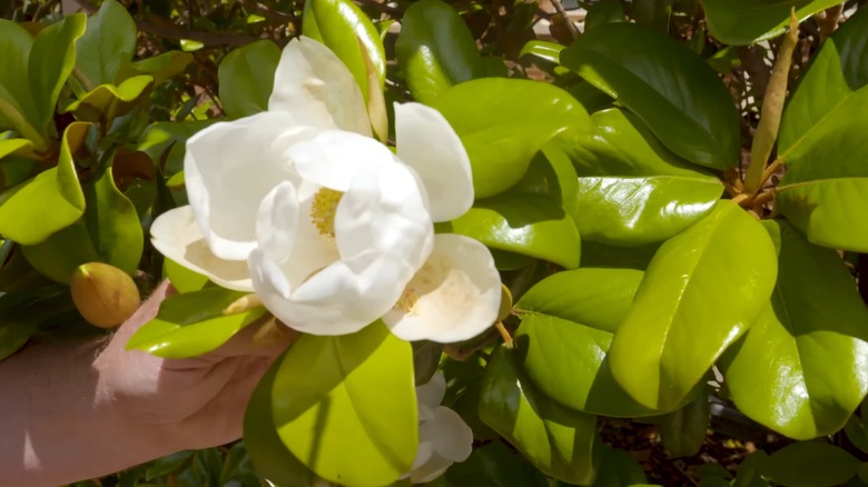 White flowers and large green leaves of teddy Bear southern magnolia