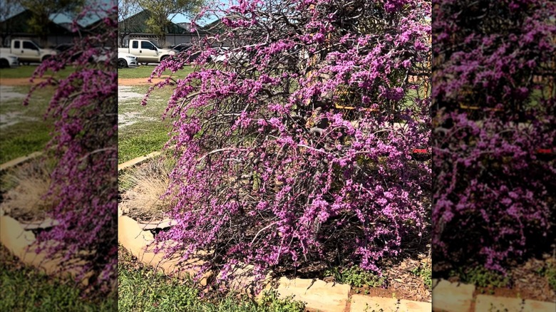'Traveller' weeping Texas redbud blooming pink flowers