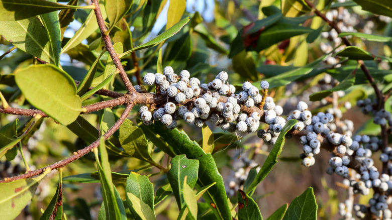 Wax myrtle green leaves and white berries