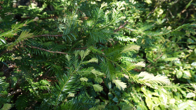Western yew's green foliage under sunlight