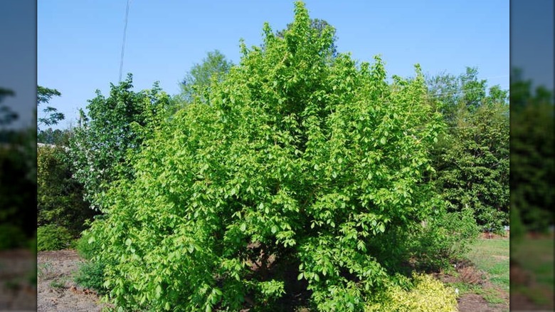 Green foliage of 'Winter Lightning' boxelder maple