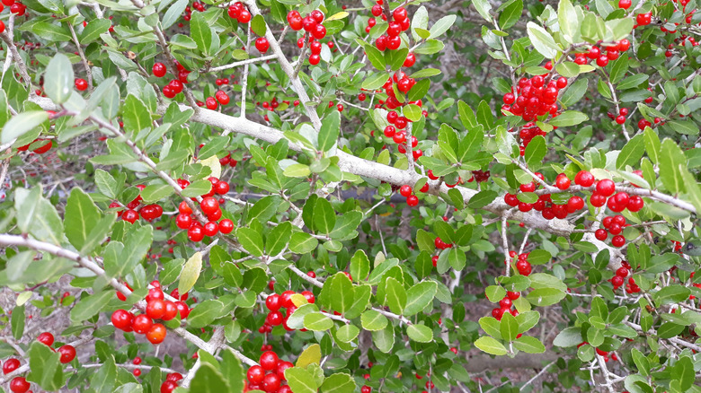 Red berries of yaupon holly