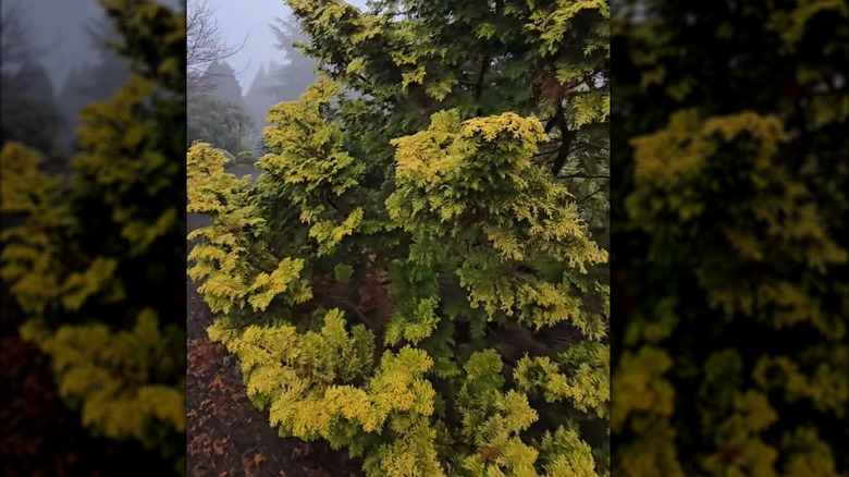 Yellow foliage of yellow hinoki cypress