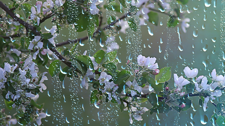 raindrops falling on blossom