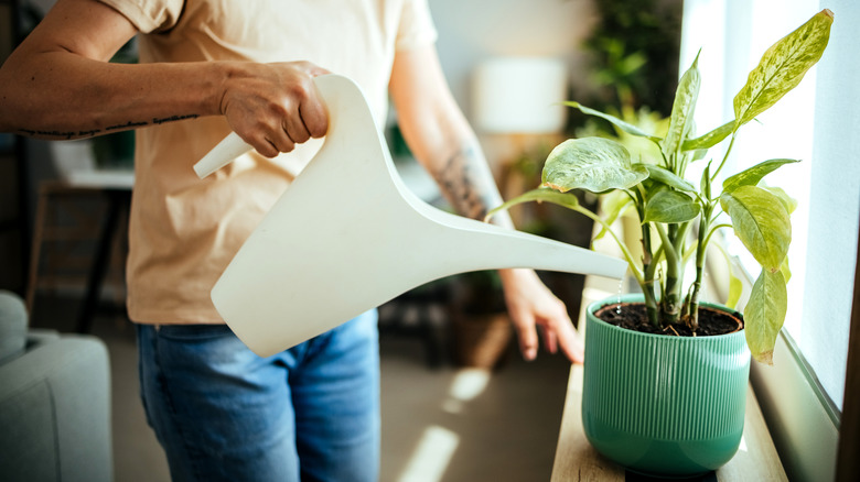 A person watering a potted plant