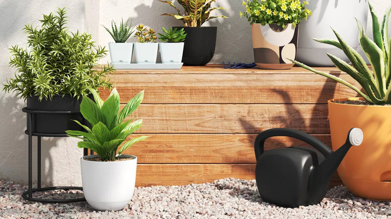 Several pots, including a self-watering planter, outdoors with plants