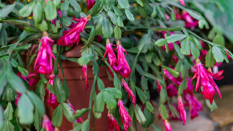 Christmas cactus with hot pink flowers