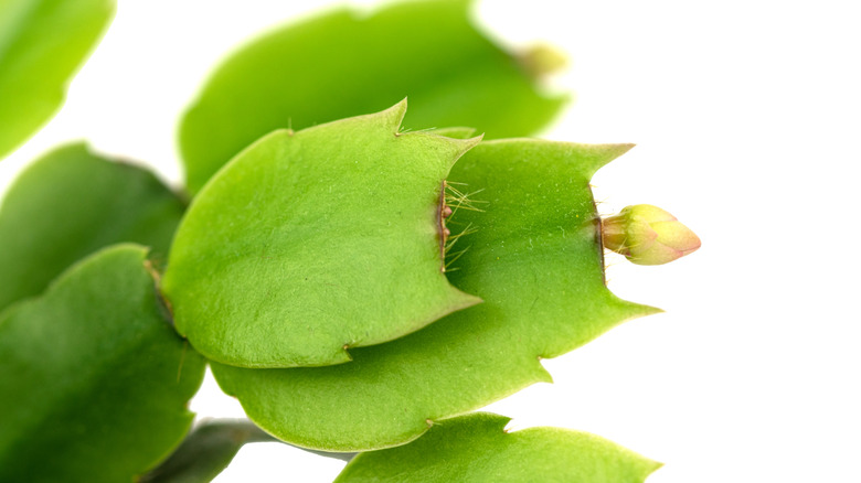 Close up of Thanksgiving cactus stems with a bud on one end