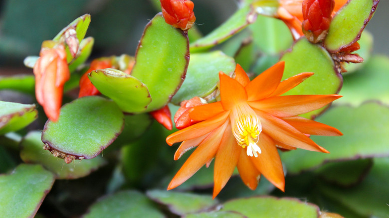 Easter cactus with orange flowers