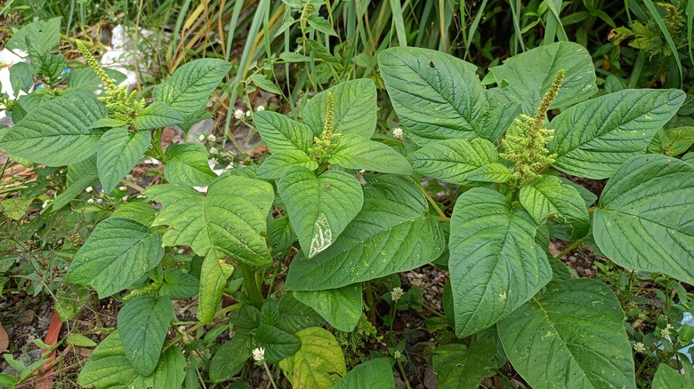 Amaranth plants growing in a garden