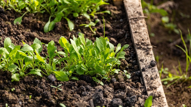 Arugula seedlings growing in garden bed