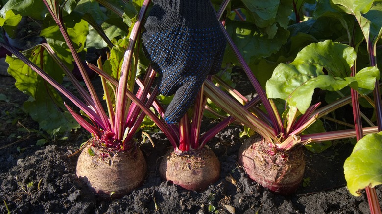Gardener wearing gloves pulling on beets stems for harvest