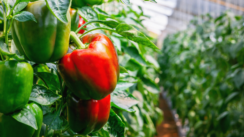 Close up of green and red bell peppers growing in a garden