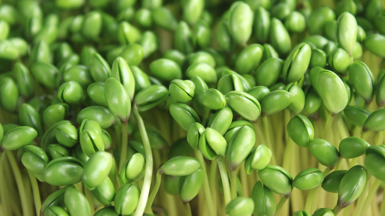Close up of black bean sprouts together