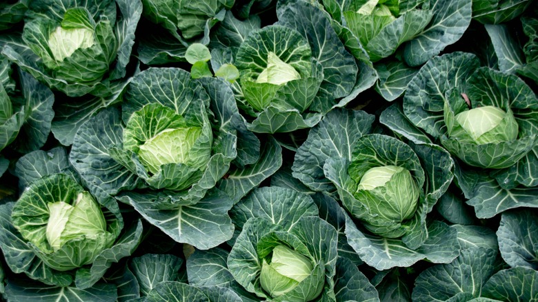 Multiple cabbage heads ready for harvest in the garden
