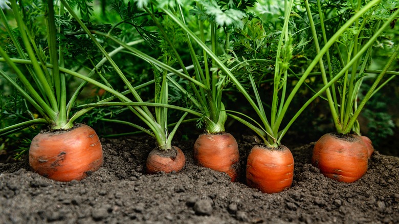Carrot tops growing out of a garden bed