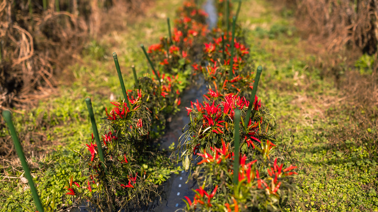 Rows of chili peppers ready to harvest