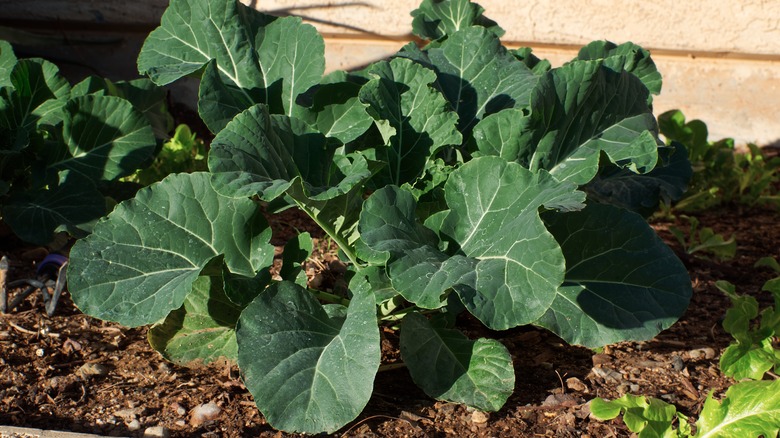 Collard greens planted in garden bed