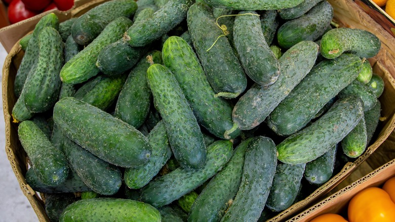 Basket full of ripe cucumbers piled on top of each other