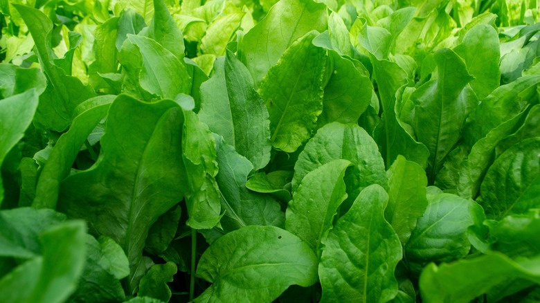 Sorrel leaves growing in a garden