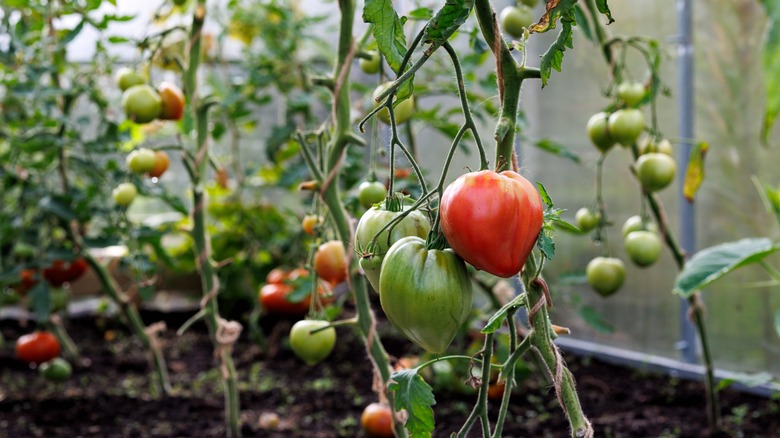 Red and green heirloom tomatoes in a garden bed