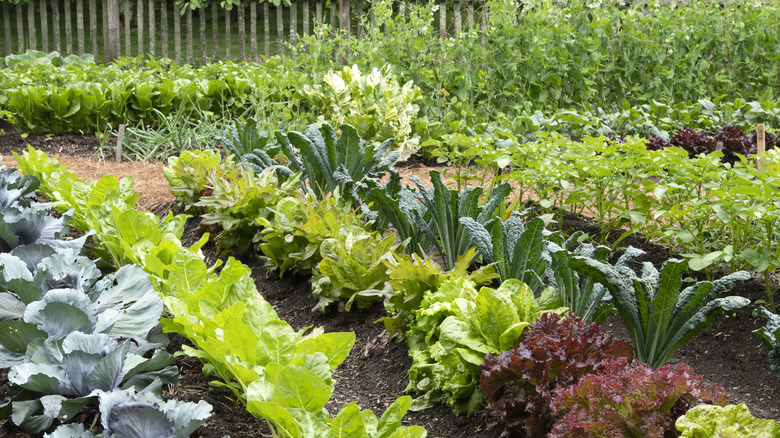 A vegetable garden with rows of veggies