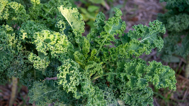 Kale leaves planted in a garden