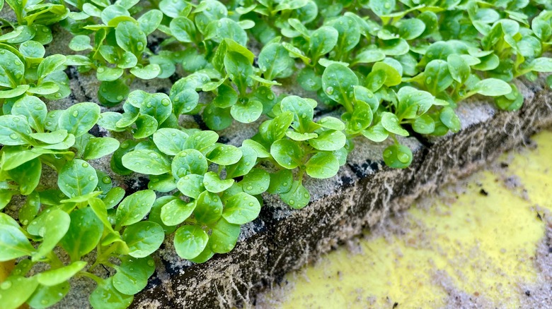 Rows of lamb's lettuce seedlings ready to transplant to the garden