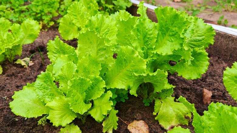 Lettuce growing in garden bed