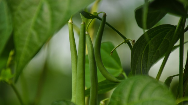 Close up of long beans on a vine in a garden