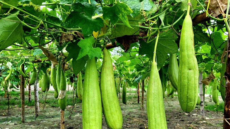 Close up of luffa gourds on vine in a garden