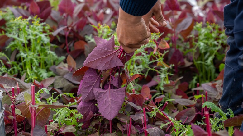 Gardener picking red orach, also known as mountain spinach