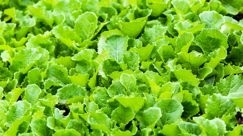 Garden bed of mustard greens ready to harvest