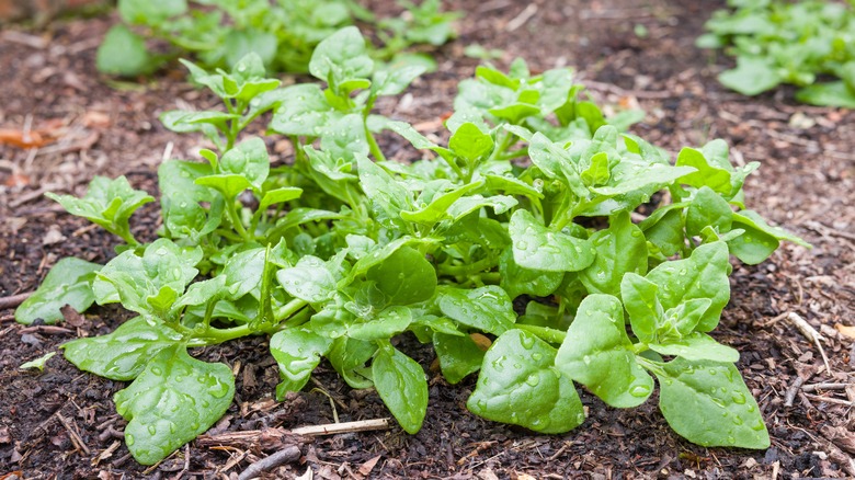 New Zealand spinach leaves growing in a garden bed