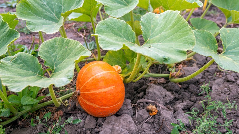 Single orange pumpkin growing on a vine on rocky soil