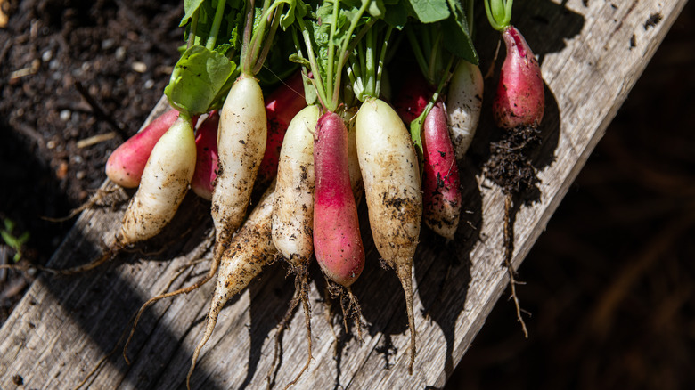 White and red radishes covered in dirt and harvested from garden bed