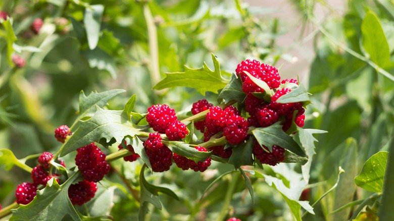 Berries growing on strawberry spinach plant in a garden