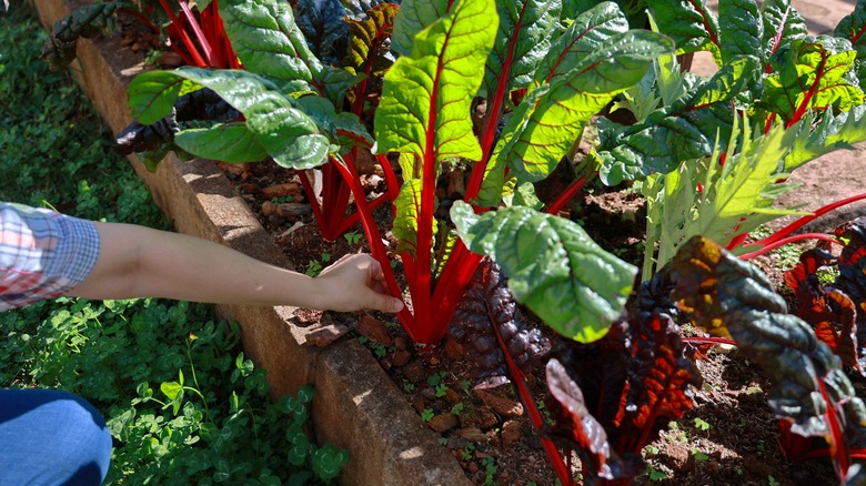 Gardener reaching out a hand to pick swiss chard from garden bed