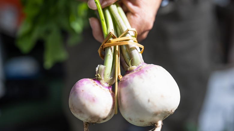 Person holding two harvested turnips by their greens