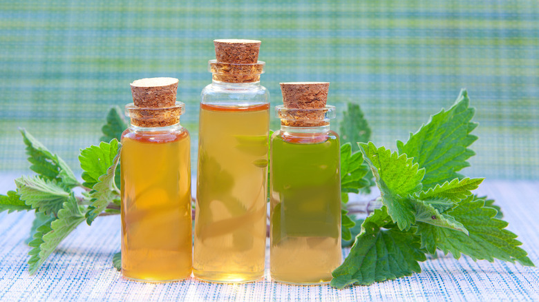 Three bottles of catnip oil by catnip leaves on a blue textured background