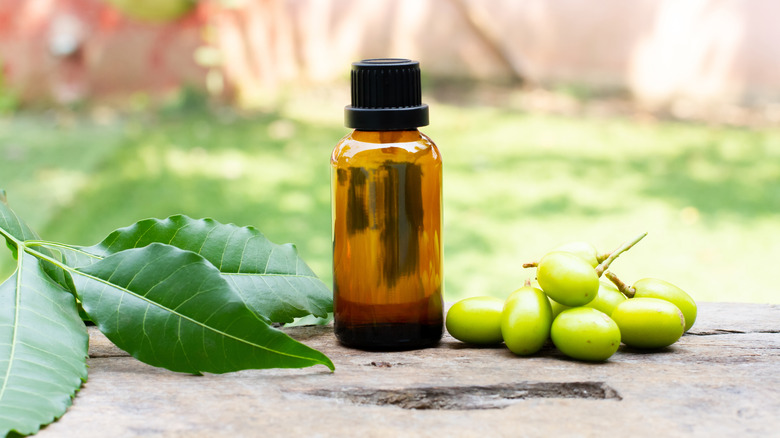 Neem oil in a glass bottle next to branches and fruit from a neem tree
